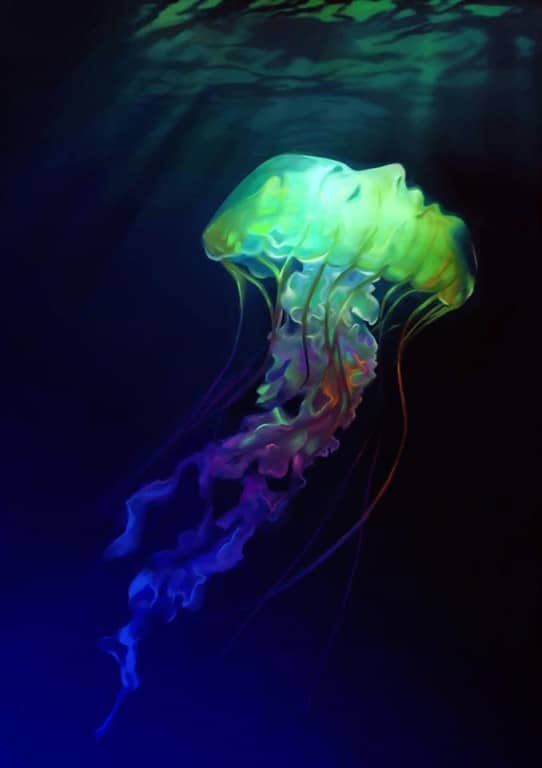 dəniz canlısı meduza
