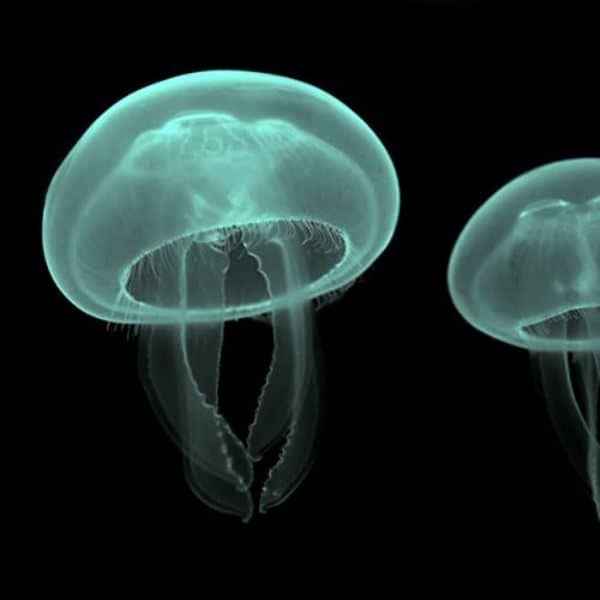 Ən kiçik meduza