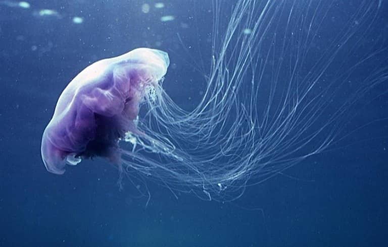 meduzalarla bağlı məlumatlar