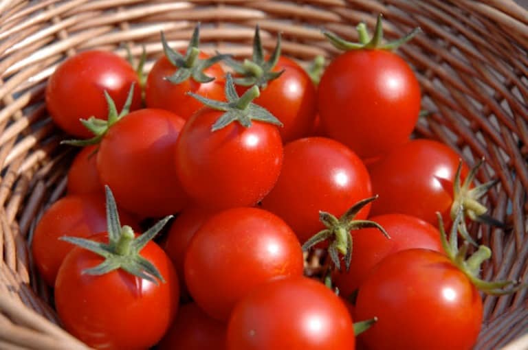 Modern pomidor