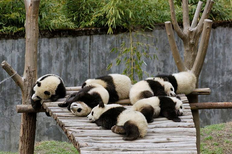 Yeni doğulan pandalar