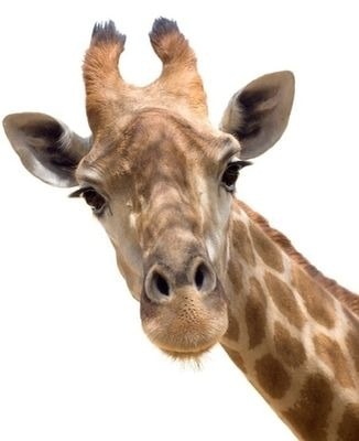 Zürafə profil şəkli