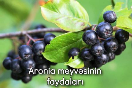 Ağciyəri təmizləyən aronia meyvəsinin faydaları
