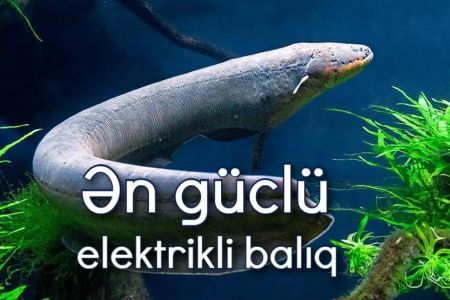 Dünyanın ən güclü elektrikli balığı tapıldı