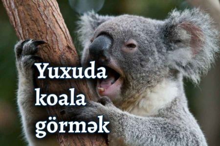 Yuxuda koala görmək