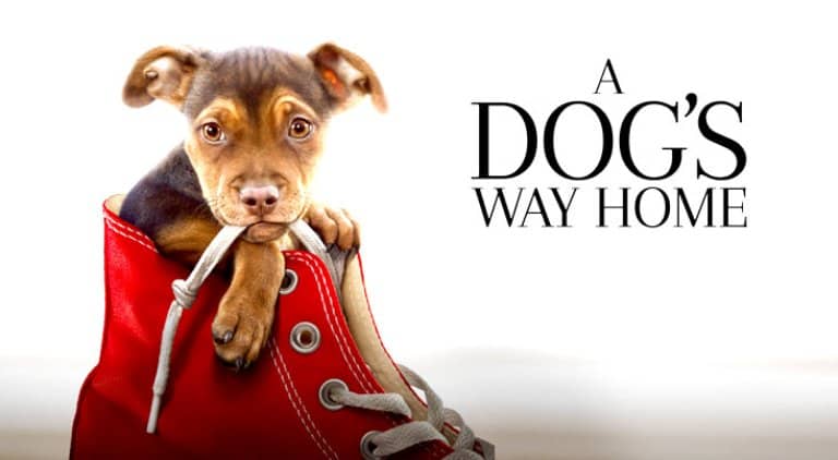 A Dog's Way Home - Sadiq dostum