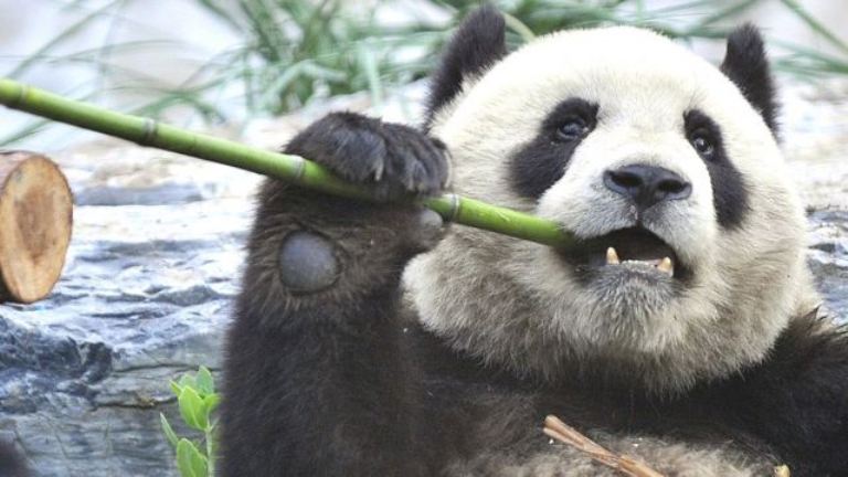 Çində pandaların öldürülməsi