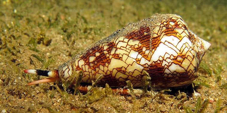 Cone snail (mərmər səthli ilbiz)