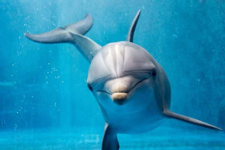 delfinlər