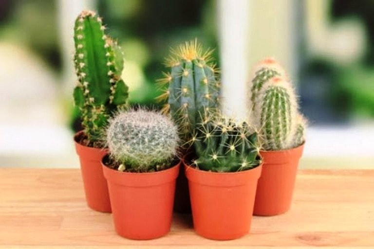 Kaktus - Səmimiyyət