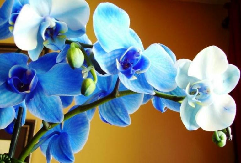 Mavi orxideya - Sevgilərin ən böyüyü