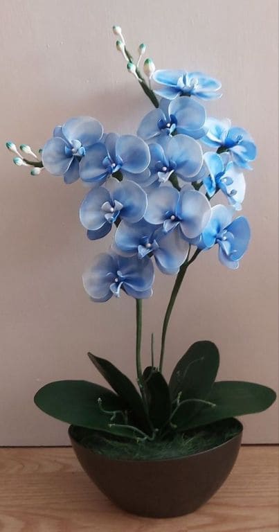 Mavi səhləb çiçəyi