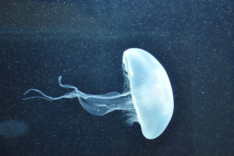 meduza nədir