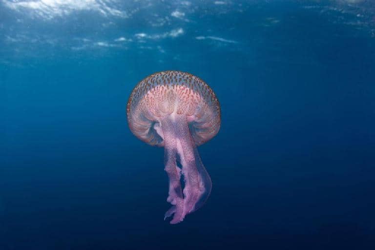 meduzalar haqqında