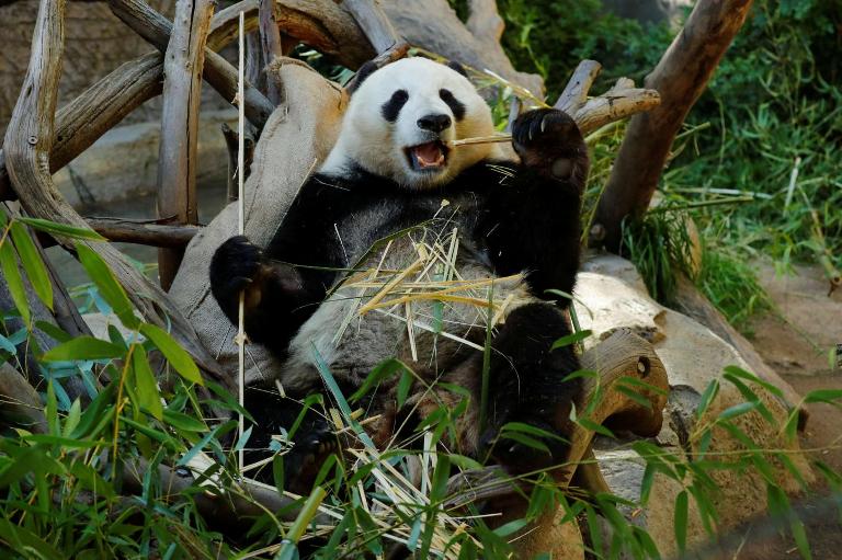 Pandalar Çində sülhün simvolu