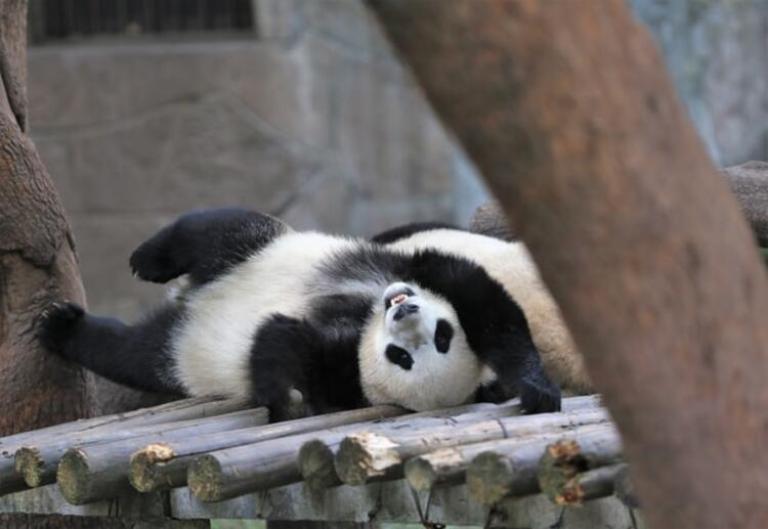 Pandalar haqqında maraqlı məlumat