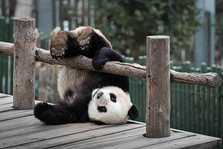 Pandalar haqqında məlumat