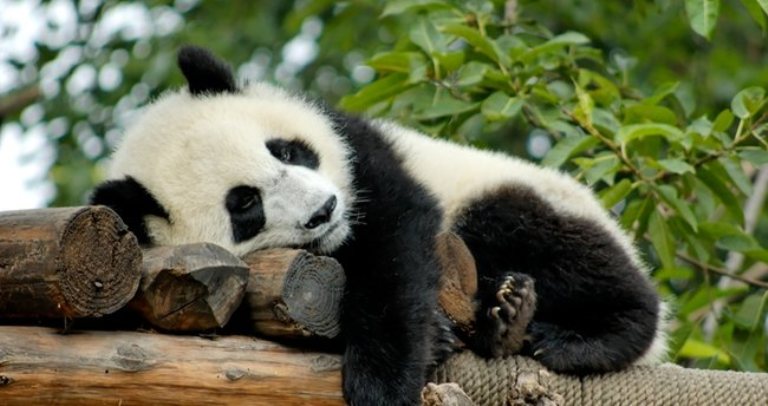 Pandaların hərəkətləri