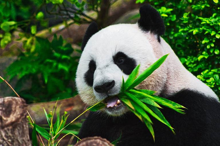 Yetkin bir panda
