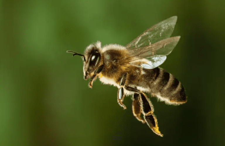Yuxuda arı sancması görmək