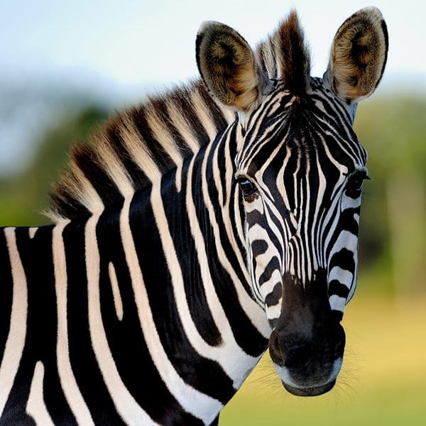 Yuxuda otlayan zebra görmək